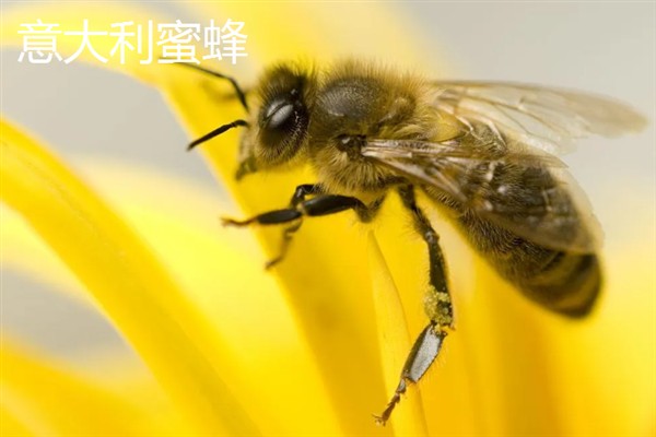 绿努蜂的简介，体形中等且体色较深