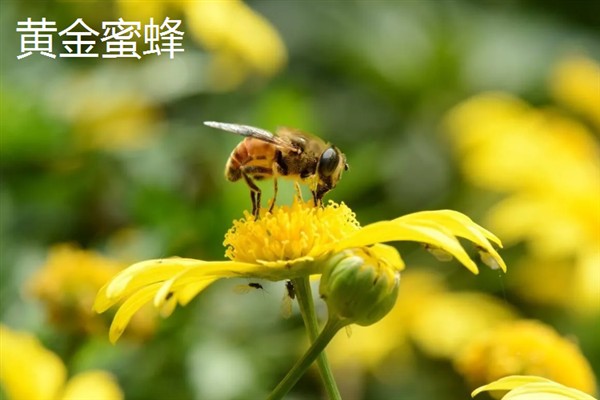 绿努蜂的简介，体形中等且体色较深