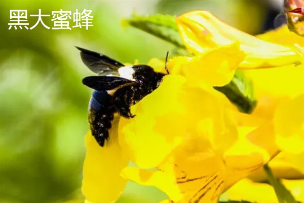 绿努蜂的简介，体形中等且体色较深