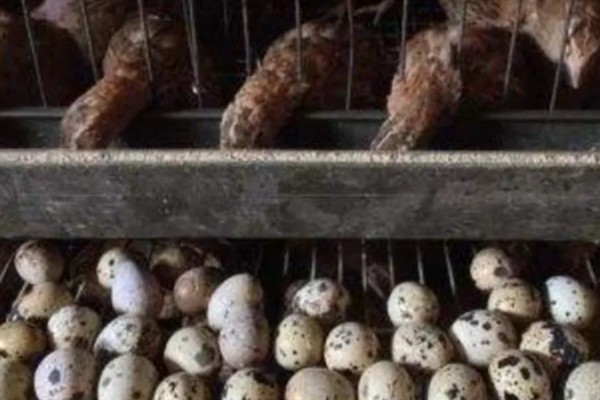 鹌鹑的养殖利润，饲养1万只鹌鹑的理想收入可达到8万元左右