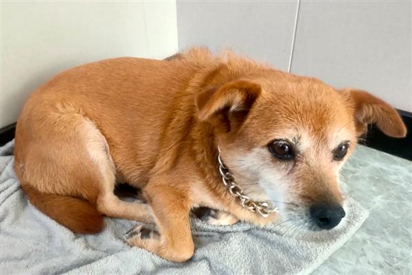 狗狗出现急性脑炎的症状,会出现意识方面的障碍