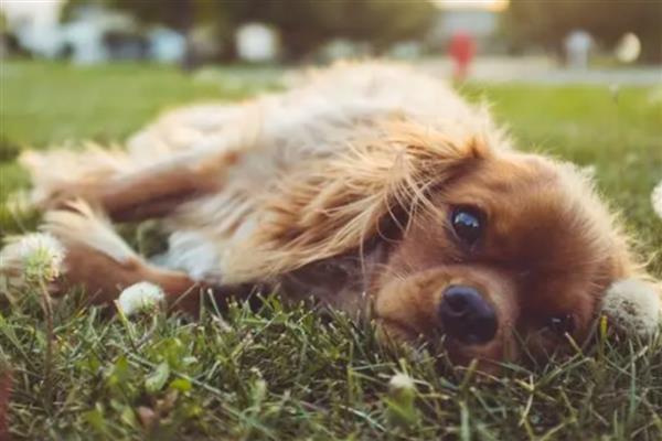 狗狗出现急性脑炎的症状,会出现意识方面的障碍