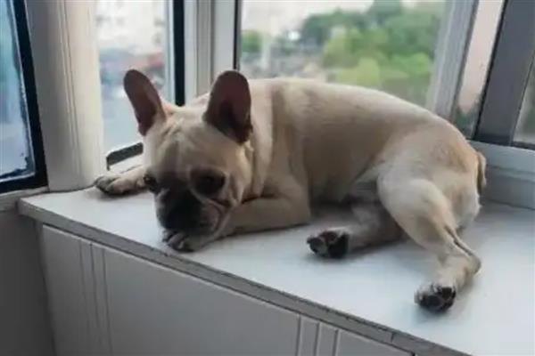 狗狗出现急性脑炎的症状,会出现意识方面的障碍