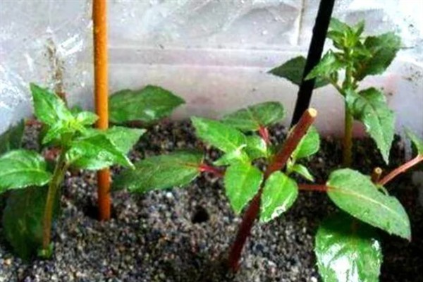 悬铃花如何繁殖，可扦插也可播种繁殖