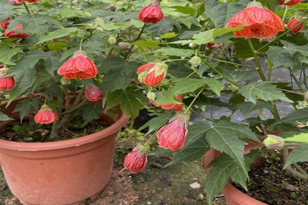 悬铃花如何繁殖，可扦插也可播种繁殖