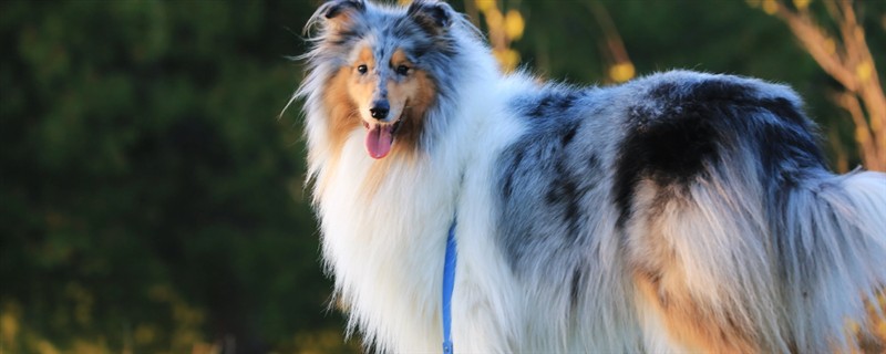 饲养苏格兰牧羊犬要注意什么，每天都要为它梳理一次被毛