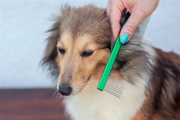 饲养苏格兰牧羊犬要注意什么，每天都要为它梳理一次被毛