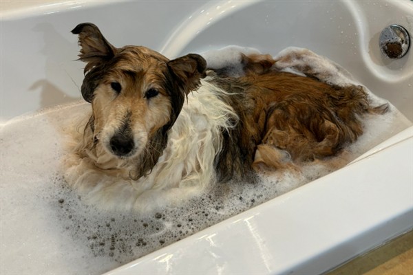 饲养苏格兰牧羊犬要注意什么，每天都要为它梳理一次被毛