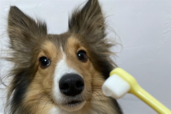 饲养苏格兰牧羊犬要注意什么，每天都要为它梳理一次被毛