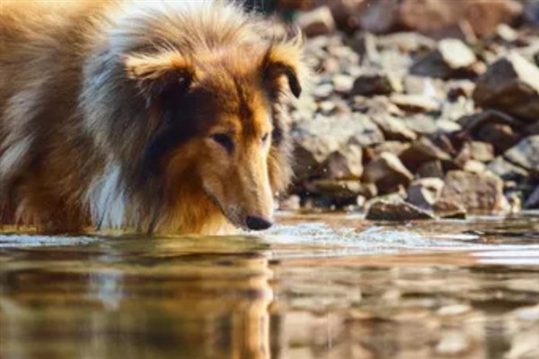 饲养苏格兰牧羊犬要注意什么，每天都要为它梳理一次被毛