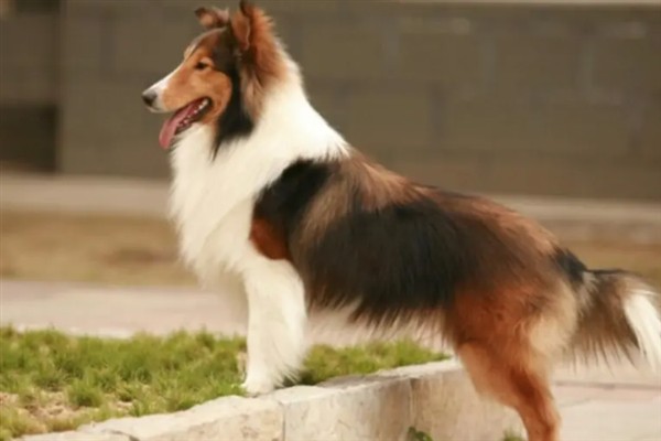 饲养苏格兰牧羊犬要注意什么，每天都要为它梳理一次被毛