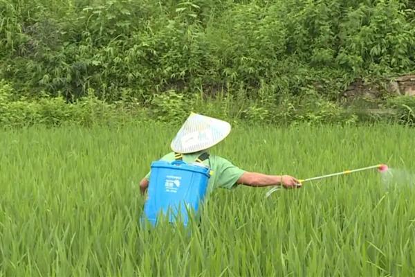 氟虫腈可以杀什么虫，可防治稻螟虫、褐飞虱等害虫