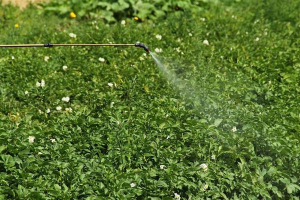 氟虫腈可以杀什么虫，可防治稻螟虫、褐飞虱等害虫