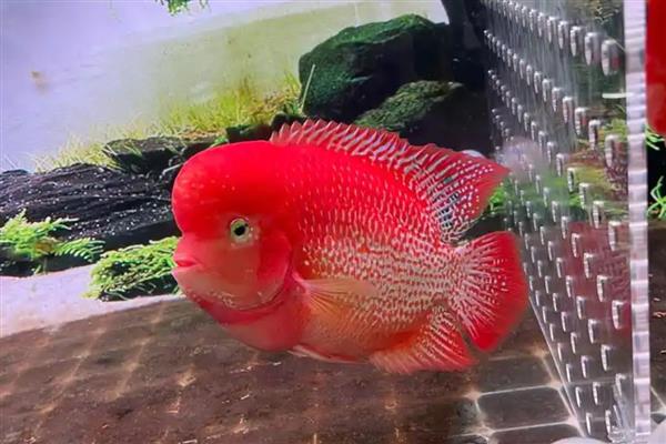 黄金德萨斯罗汉鱼好不好养，具有一定难度不适合新手