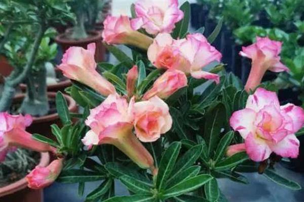 沙漠玫瑰开花的前兆，顶端会长出3到4片幼嫩的小叶