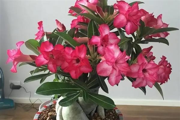 沙漠玫瑰开花的前兆，顶端会长出3到4片幼嫩的小叶