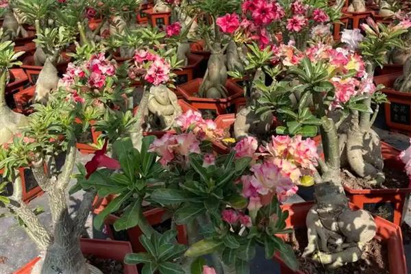 沙漠玫瑰开花的前兆，顶端会长出3到4片幼嫩的小叶