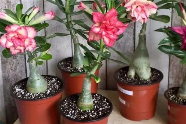 沙漠玫瑰开花的前兆，顶端会长出3到4片幼嫩的小叶