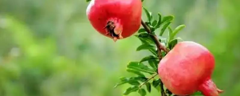 五月份能不能修剪石榴树，主要在萌芽后至开花前做修剪