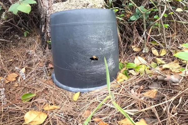 怎样诱蜂最容易，最佳时间是自然分蜂期