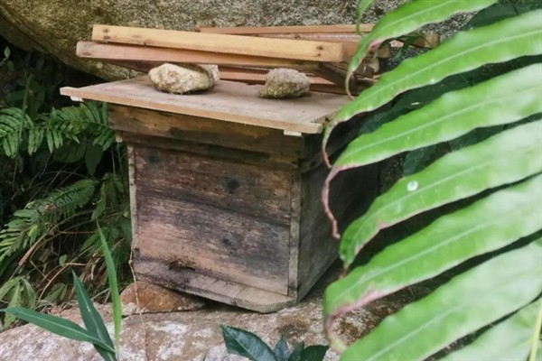 怎样诱蜂最容易，最佳时间是自然分蜂期