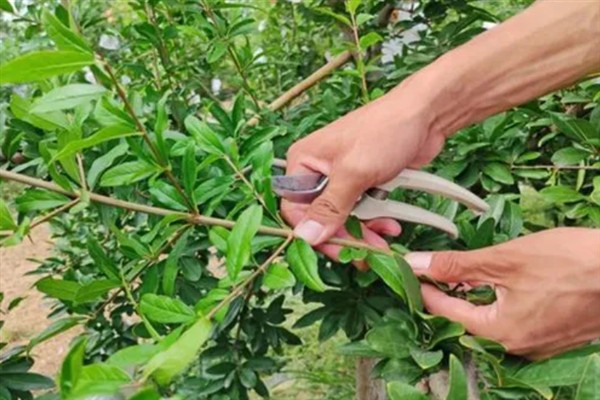 五月份能不能修剪石榴树，主要在萌芽后至开花前做修剪