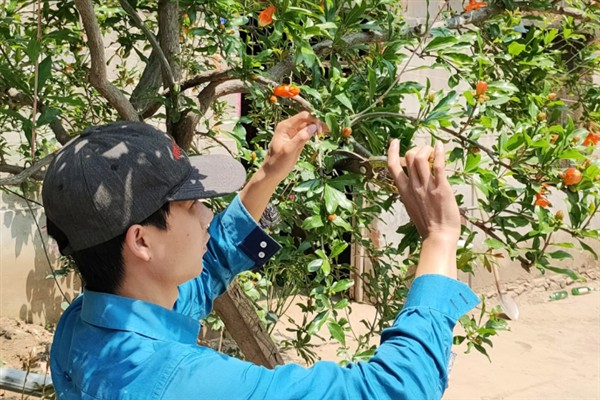 五月份能不能修剪石榴树，主要在萌芽后至开花前做修剪