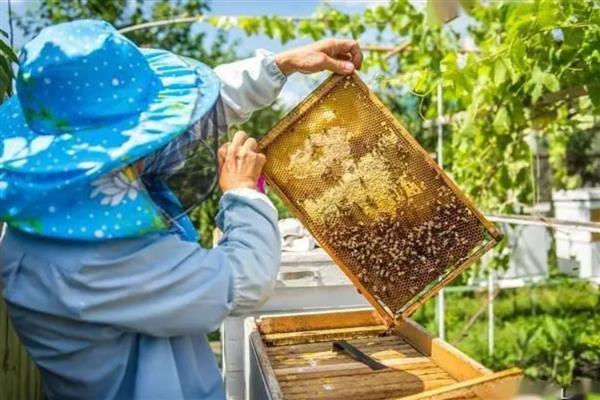 蜜蜂为什么不进蜂箱，主要是内部闷热、病虫害威胁、摆放位置不当所致