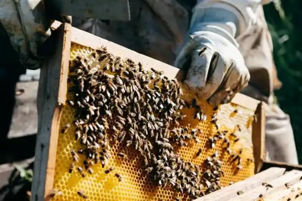 蜜蜂为什么不进蜂箱，主要是内部闷热、病虫害威胁、摆放位置不当所致