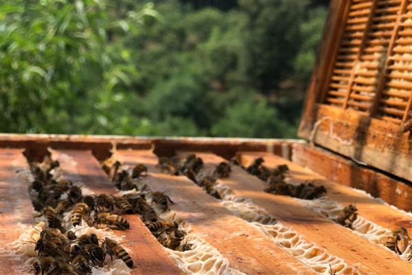 蜜蜂为什么不进蜂箱，主要是内部闷热、病虫害威胁、摆放位置不当所致