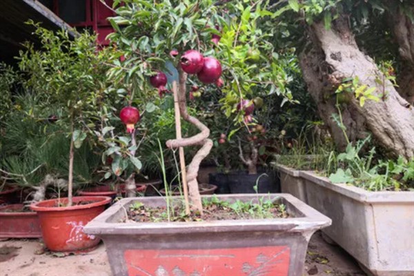五月份能不能修剪石榴树，主要在萌芽后至开花前做修剪