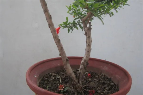 五月份能不能修剪石榴树，主要在萌芽后至开花前做修剪