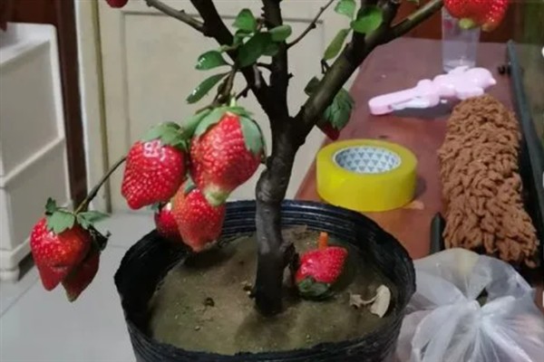 草莓树的种植方法，浸种24小时待晾干后再撒播