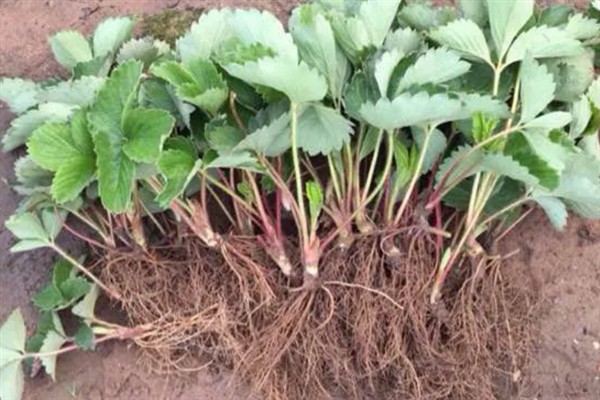 草莓树的种植方法，浸种24小时待晾干后再撒播