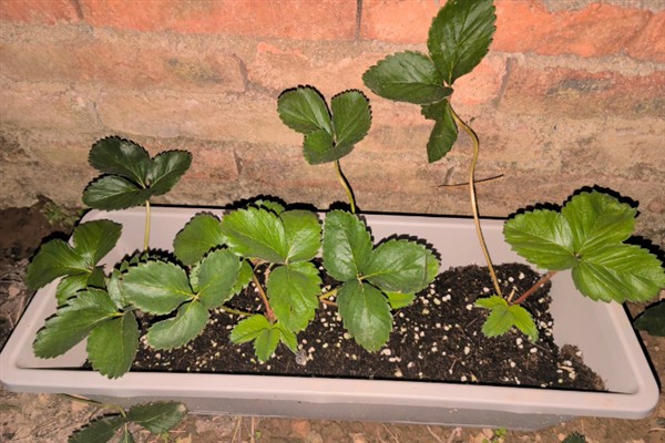 草莓树的种植方法，浸种24小时待晾干后再撒播