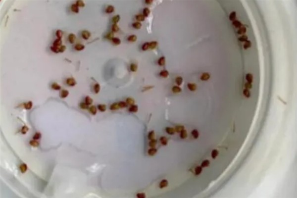 草莓树的种植方法，浸种24小时待晾干后再撒播