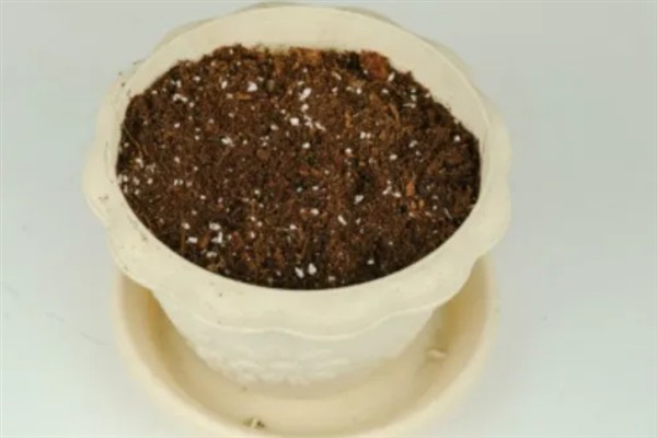 草莓树的种植方法，浸种24小时待晾干后再撒播