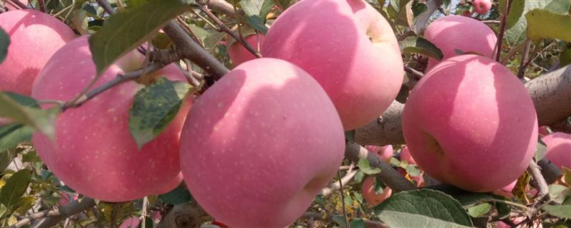 苹果的结果时间，主要集中在4-5月份