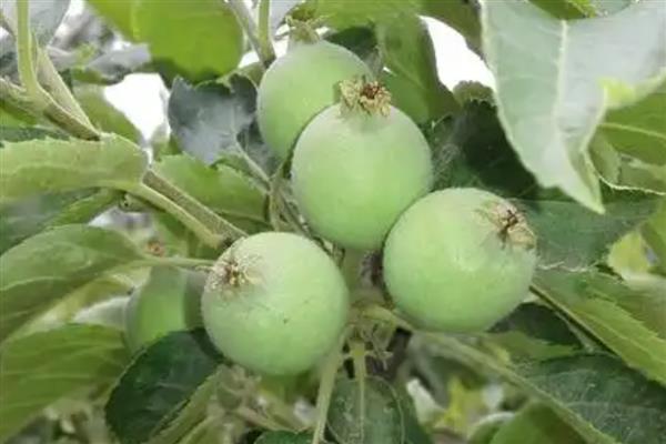 苹果的结果时间，主要集中在4-5月份