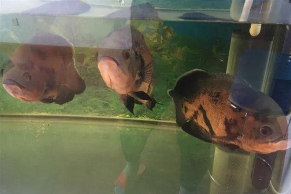 地图鱼如何饲养，水温要严格控制在22-26℃