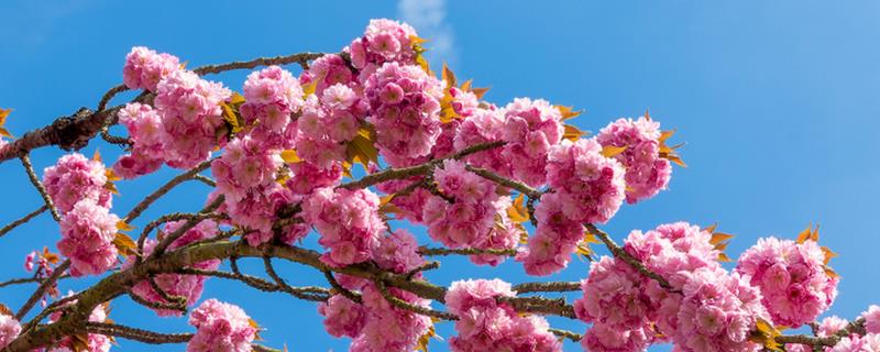 樱花树冬季如何修剪，樱花树冬季不可修剪