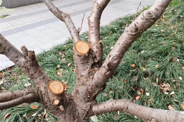 樱花树冬季如何修剪，樱花树冬季不可修剪