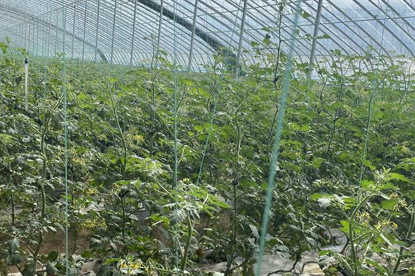 大棚番茄常见的两种病害，常见的是立枯病和茎基腐病