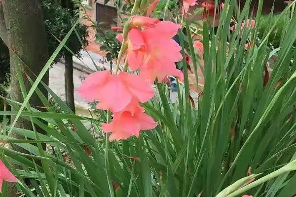 盆栽剑兰会开花吗，花期在5-10月份