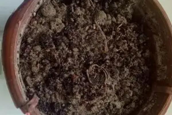 盆栽剑兰会开花吗，花期在5-10月份