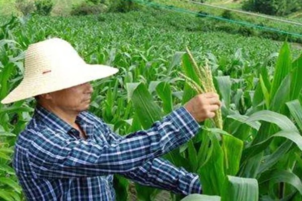 玉米果穗不满尖如何解救，需猛攻穗肥