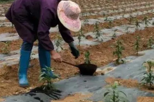 辣椒怎么浇水和施肥，要定时适量浇水