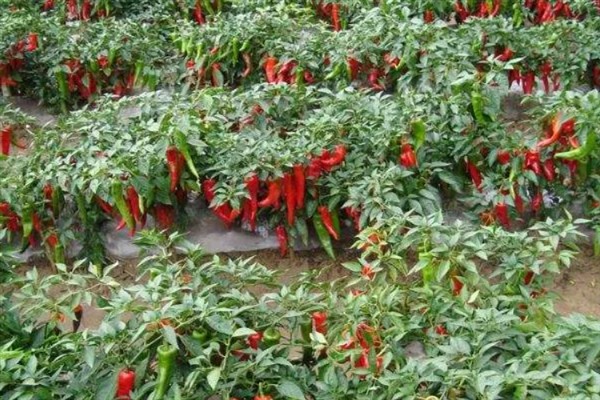 辣椒怎么浇水和施肥，要定时适量浇水