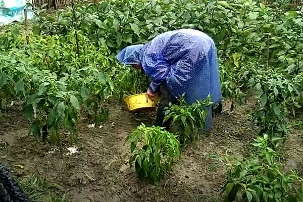 辣椒怎么浇水和施肥，要定时适量浇水