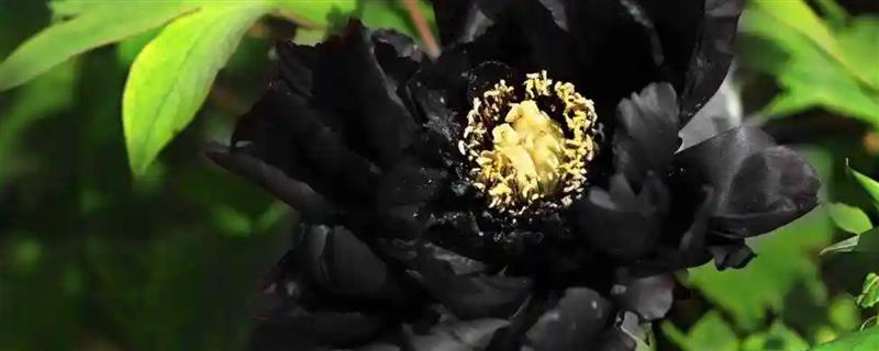 黑牡丹花的外观，花瓣呈紫红色或紫黑色